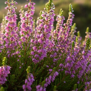 heather flowers